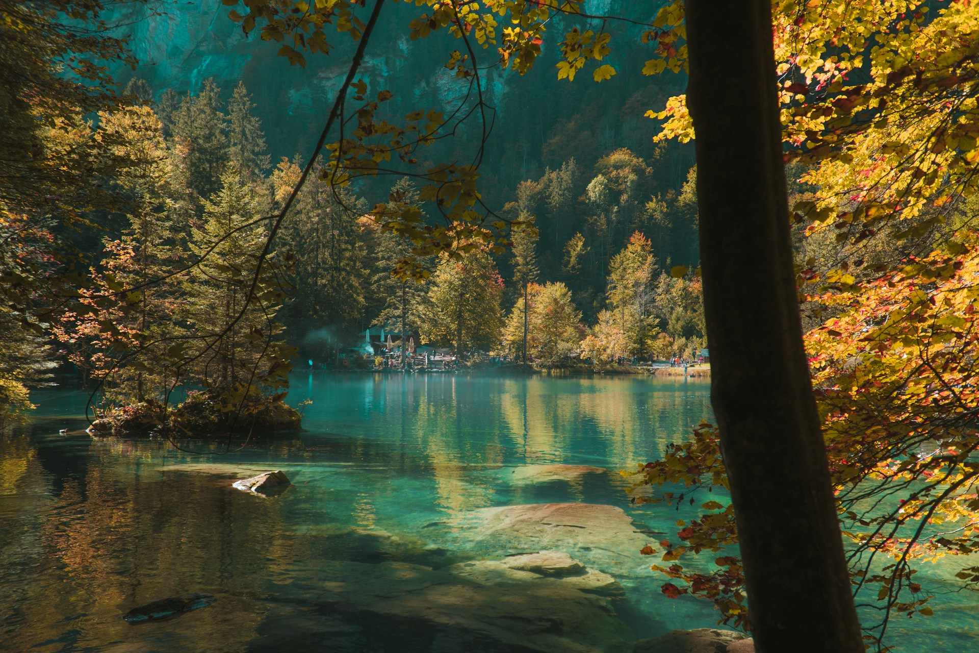 body of water between trees during daytime