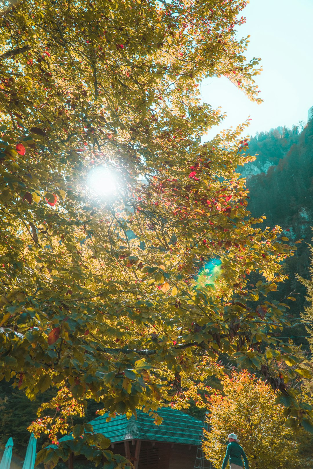 green and brown trees under sunny sky