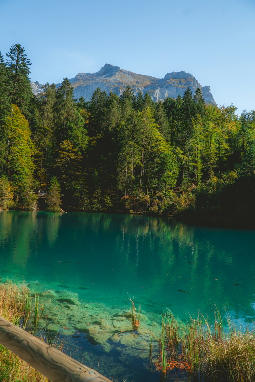 green trees beside lake during daytime