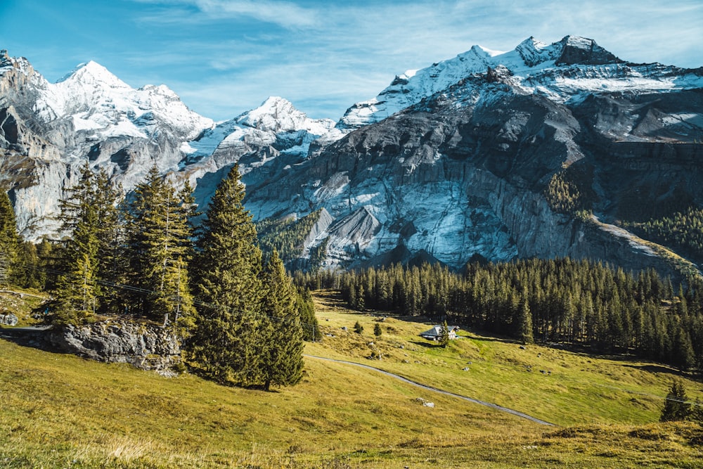 green pine trees on green grass field near snow covered mountain during daytime