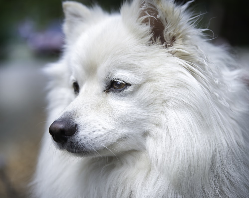 Perro pequeño de pelaje largo blanco