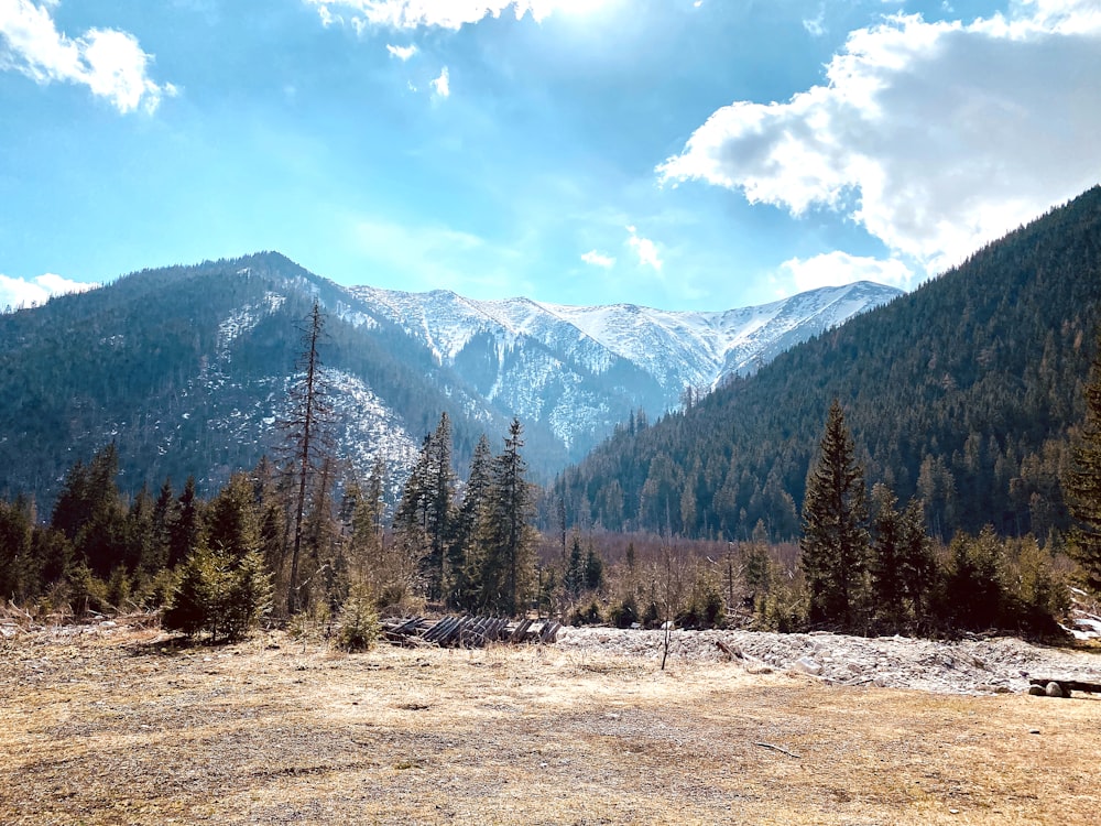 green pine trees near mountain under blue sky during daytime