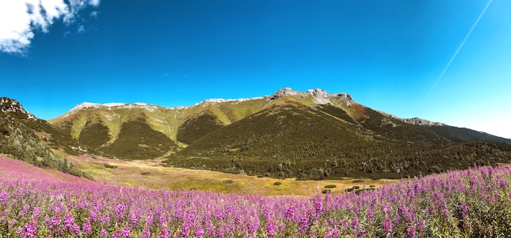 purple flower field near green mountain under blue sky during daytime