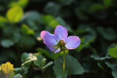 A delicate, shimmering purple flower illuminated by a subtle, mystical glow.