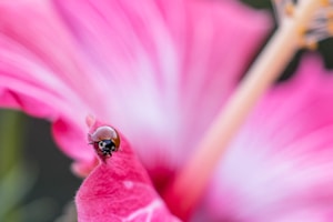 Tiny World Wonder