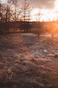 A serene landscape shot at golden hour, highlighting natural light and subtle colors.