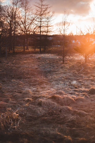 A golden-hour landscape with soft beige and ochre tones highlighting natural textures.