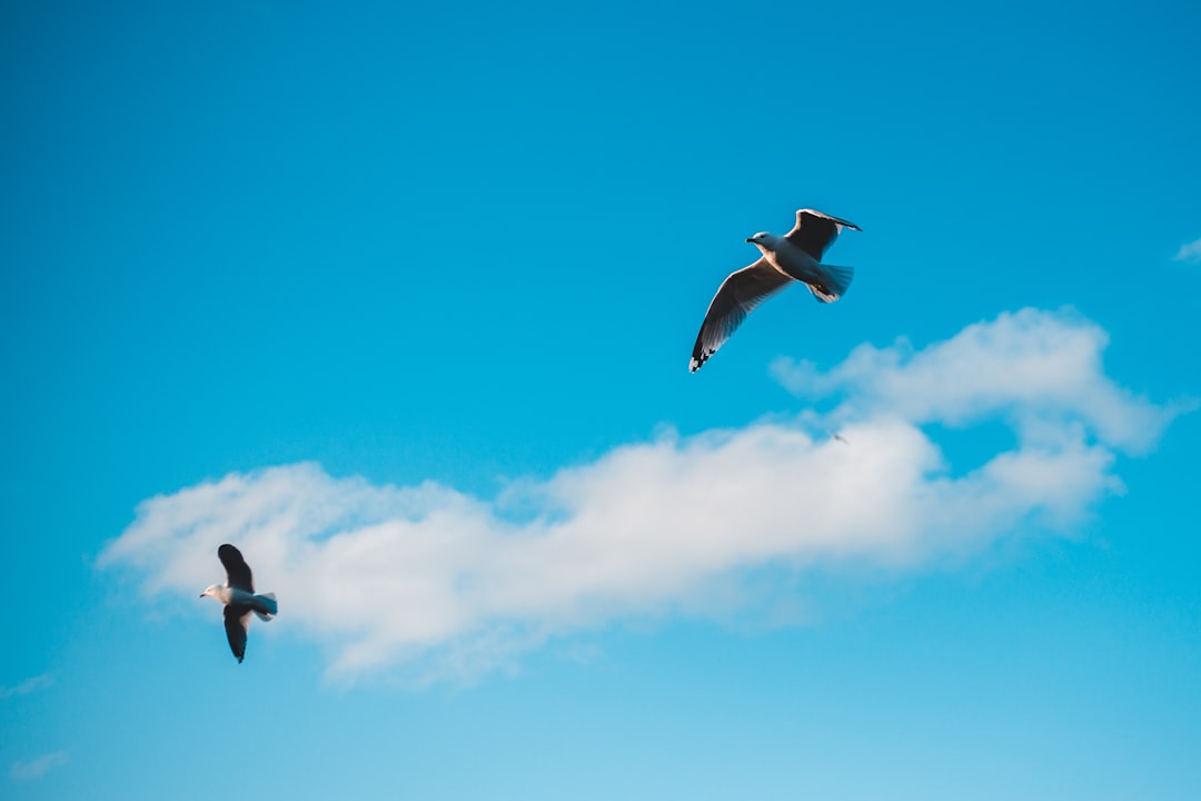 white and black bird flying under blue sky during daytime