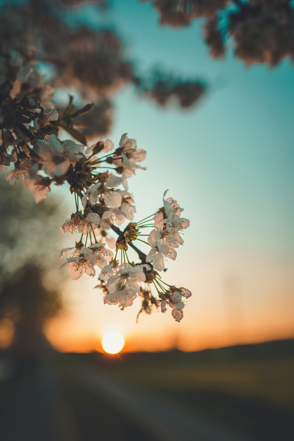 white flowers during golden hour