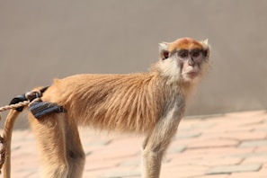 A monkey with light brown fur, a long tail, and expressive eyes stands on a paved surface. The monkey is tied with a rope and looks directly at the camera, appearing to be in a controlled environment.