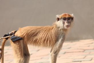A monkey with light brown fur, a long tail, and expressive eyes stands on a paved surface. The monkey is tied with a rope and looks directly at the camera, appearing to be in a controlled environment.