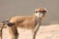A monkey with light brown fur, a long tail, and expressive eyes stands on a paved surface. The monkey is tied with a rope and looks directly at the camera, appearing to be in a controlled environment.
