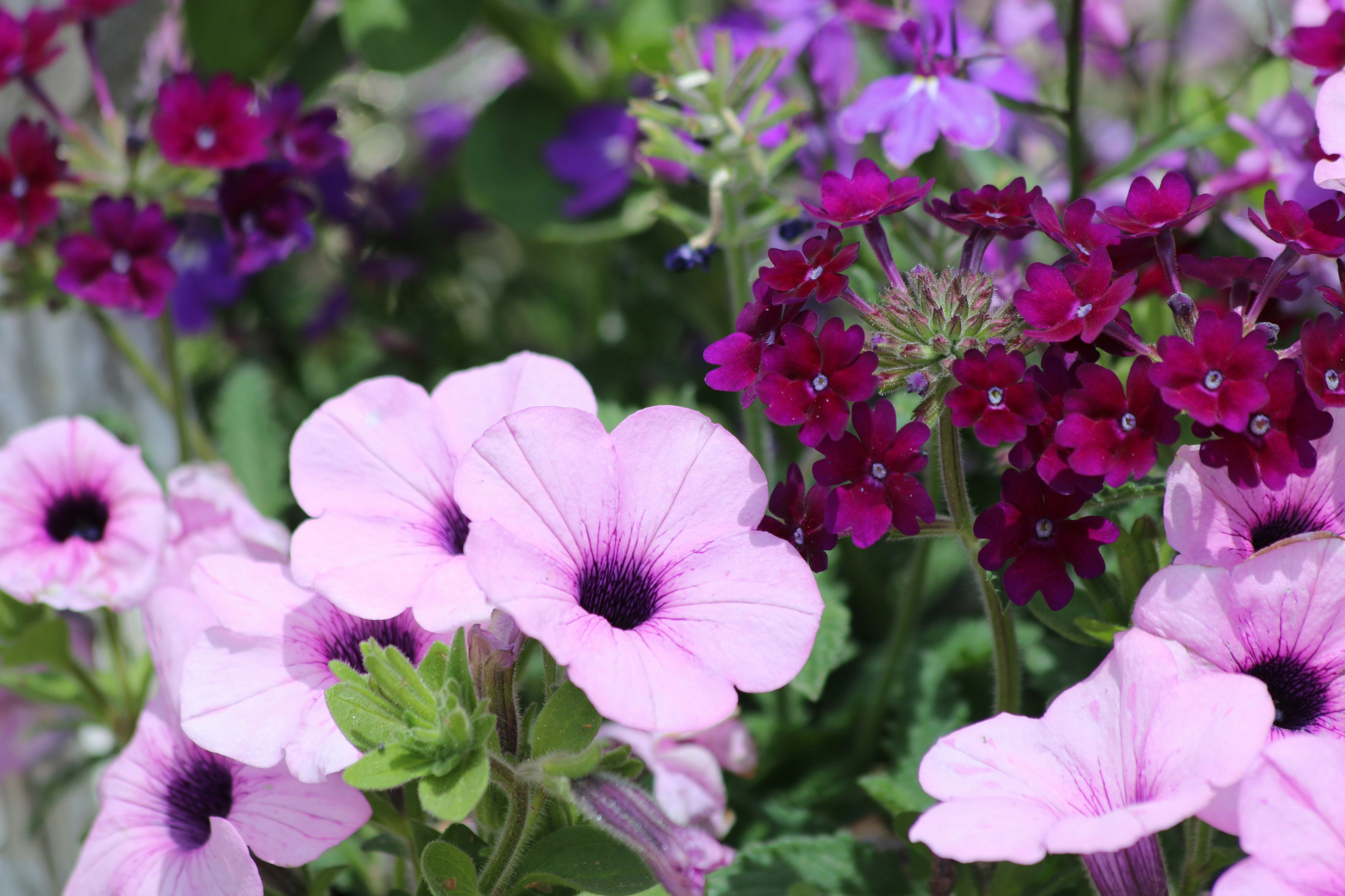 Photo by lauraseaman