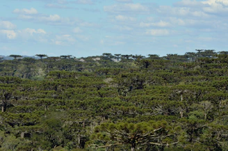 A dense forest of tall, unique-looking Araucaria trees stretches into the distance under a partly cloudy sky. These evergreen trees have a distinctive umbrella-like shape with branches spreading outward from a thick trunk.