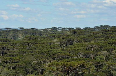 A dense forest of tall, unique-looking Araucaria trees stretches into the distance under a partly cloudy sky. These evergreen trees have a distinctive umbrella-like shape with branches spreading outward from a thick trunk.