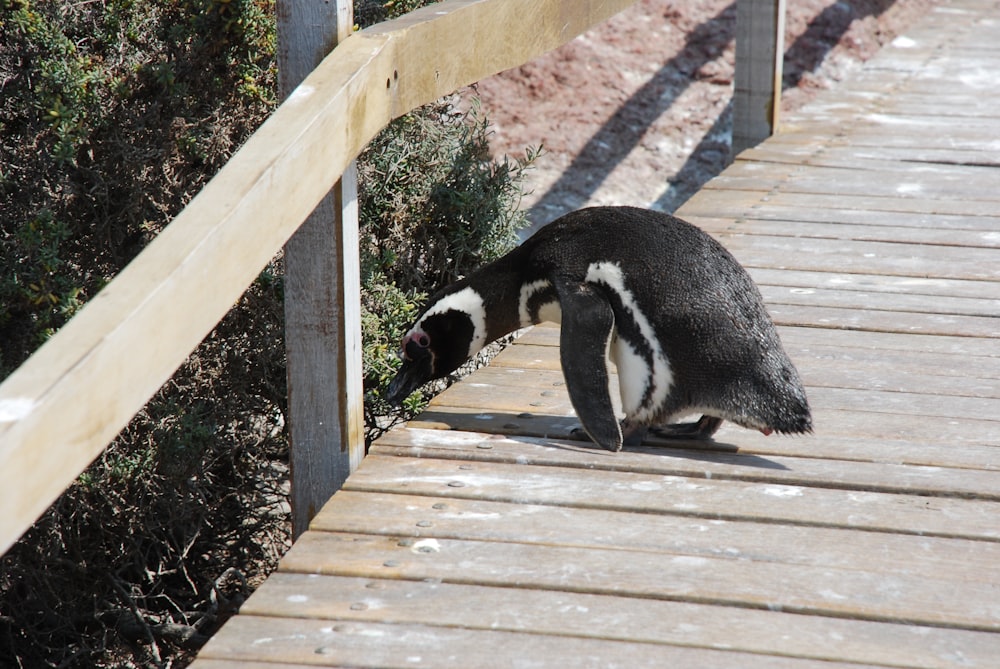 black and white short coated cat on brown wooden bridge