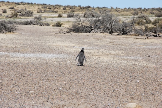 gray animal on brown field during daytime in Puerto Madryn Argentina