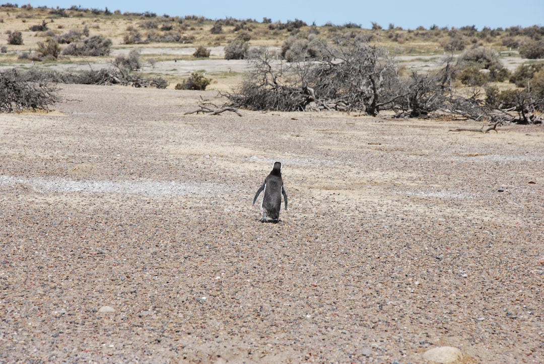 travelers stories about Plain in Puerto Madryn, Argentina