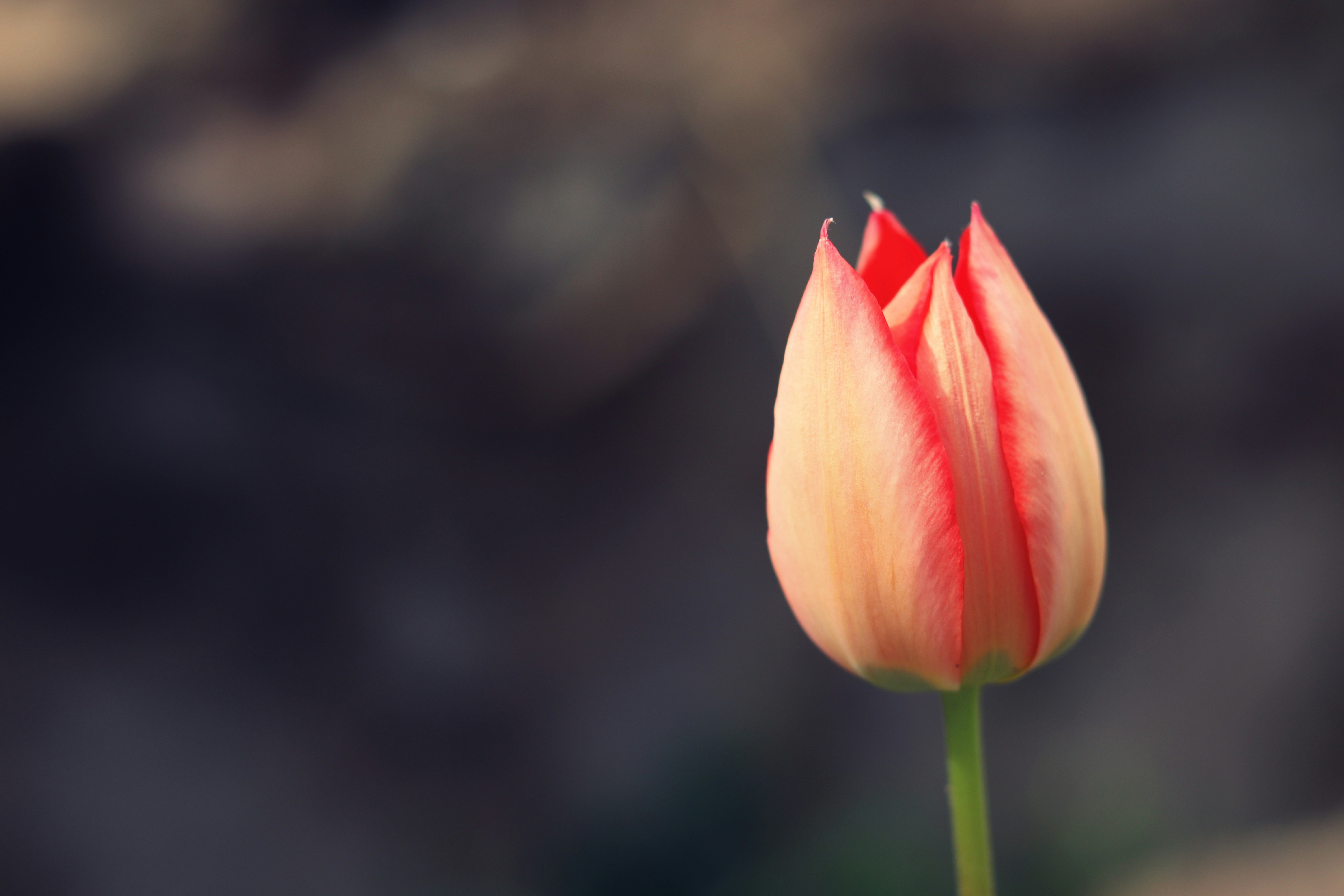 A visual representation of boldness and creativity in fashion