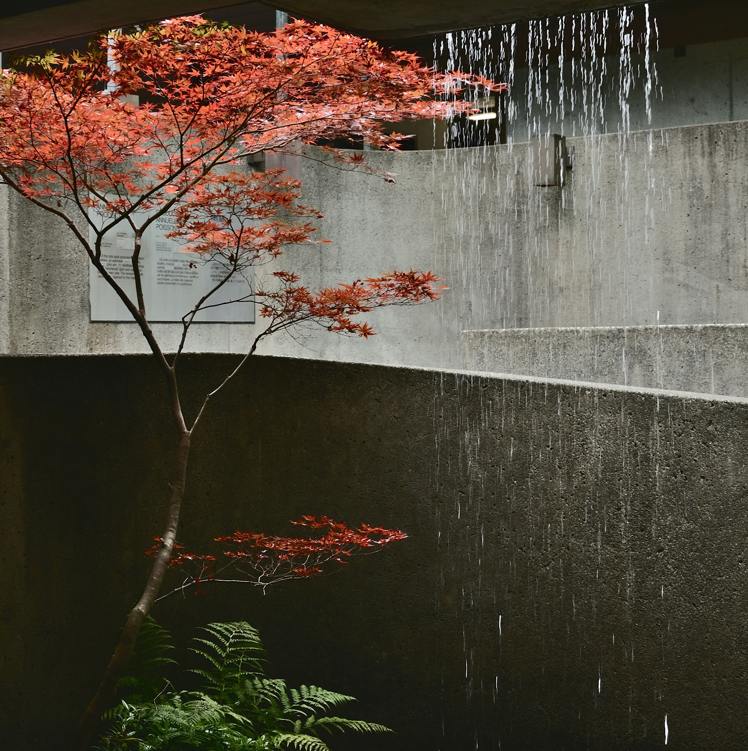 Maple bonsai species with delicate foliage