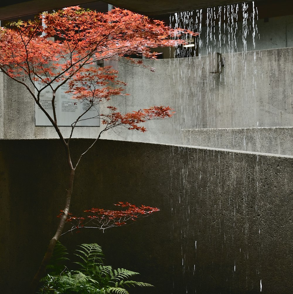 brown leaf tree near gray concrete wall