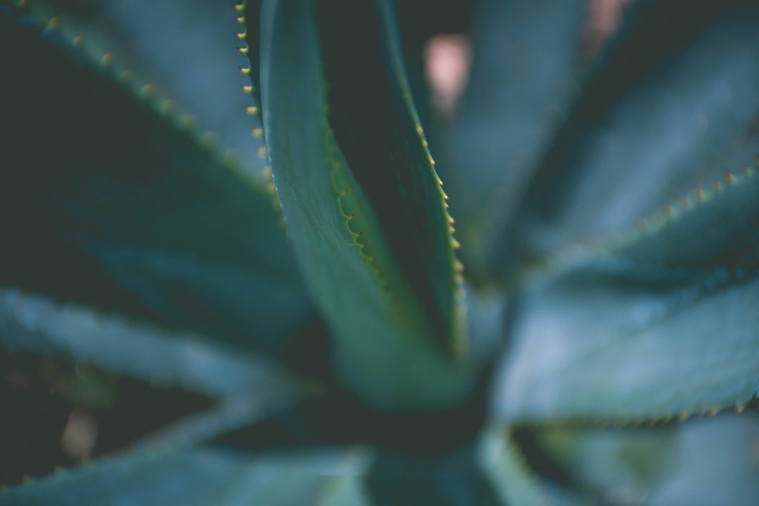 green leaf plant in close up photography