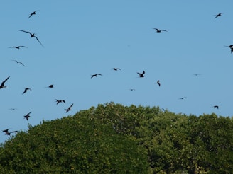A diverse flock of birds flying over a lush green forest under a clear blue sky.