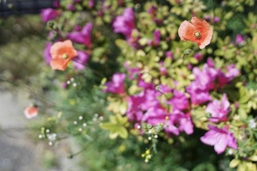 A vibrant painting where flowers emerge from soft, realistic backgrounds.