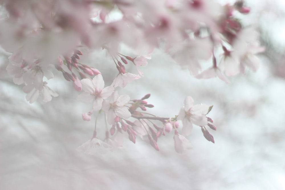 pink and white cherry blossom