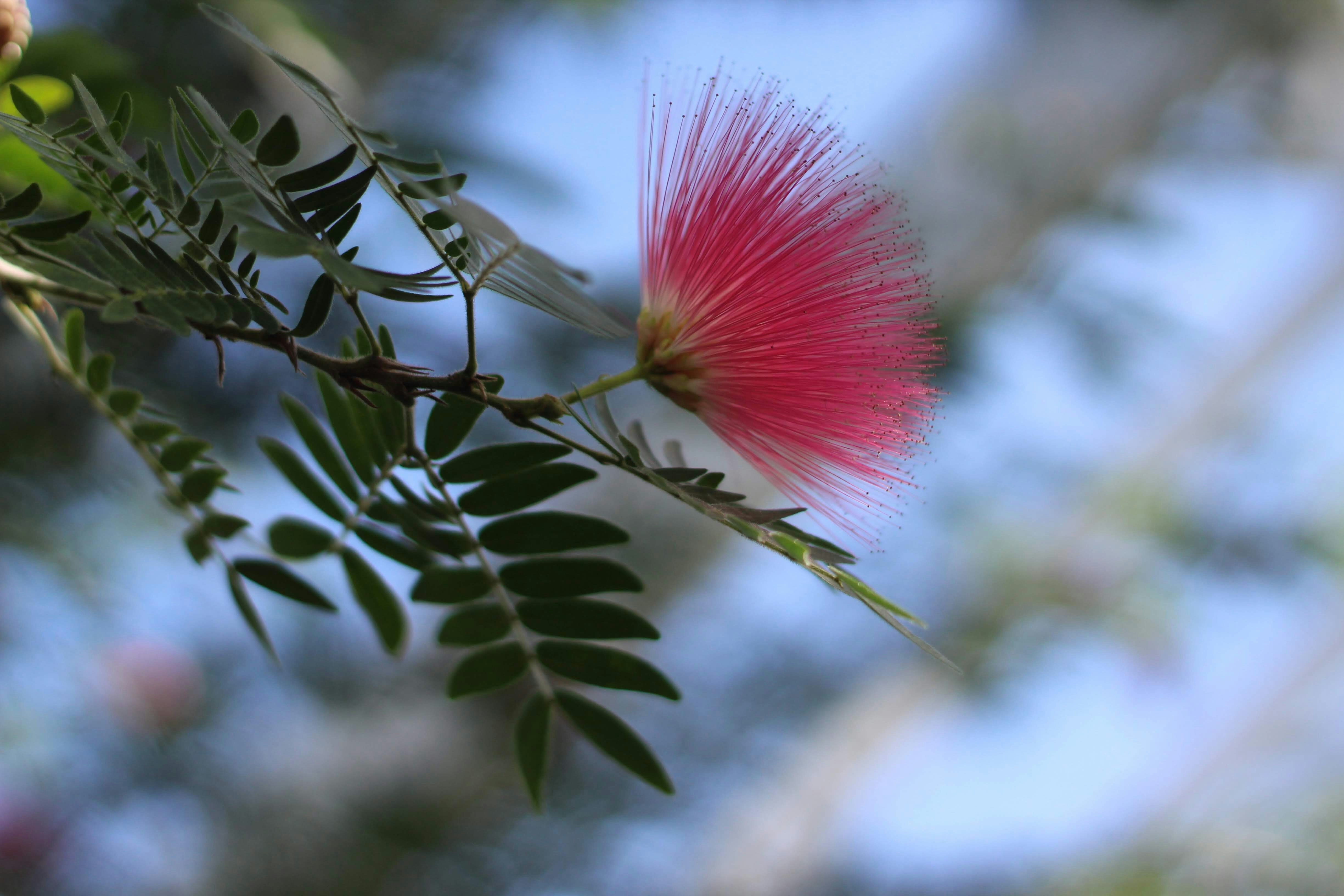red flower on brown tree branch