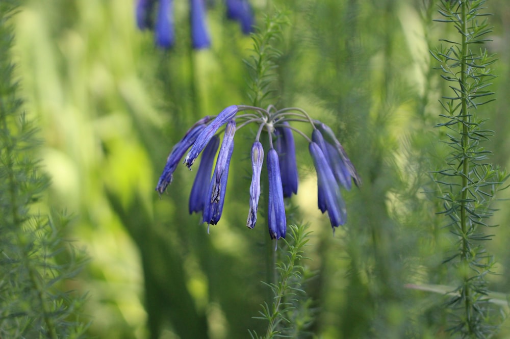 blue flower in tilt shift lens