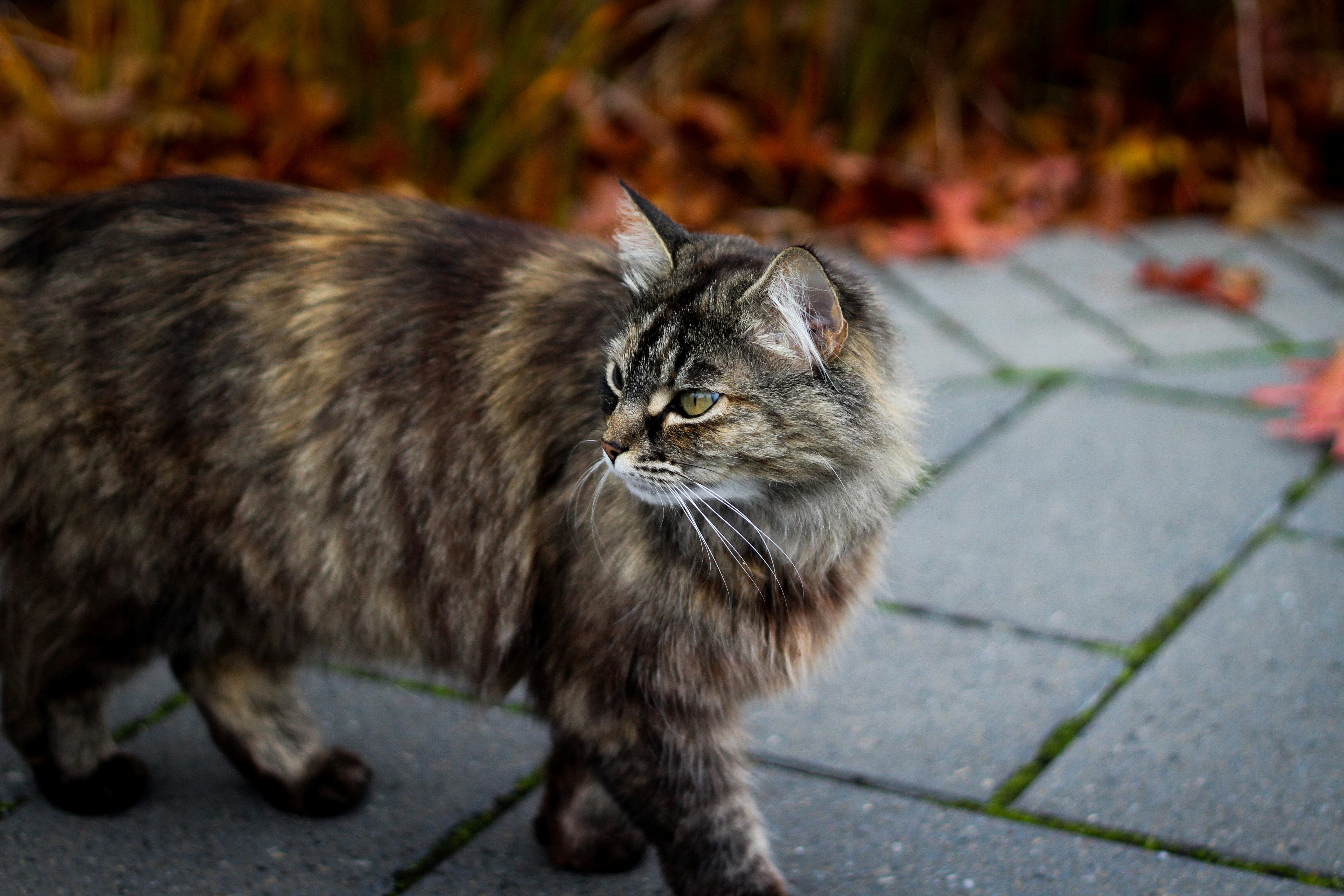 brown and black cat on gray concrete floor