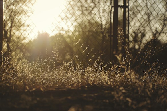A chain-link fence is depicted with sunlight filtering through, creating a warm, soft glow. Tall grass and weeds are growing at the base of the fence, and the image is slightly blurred, giving it a dreamy, serene effect.