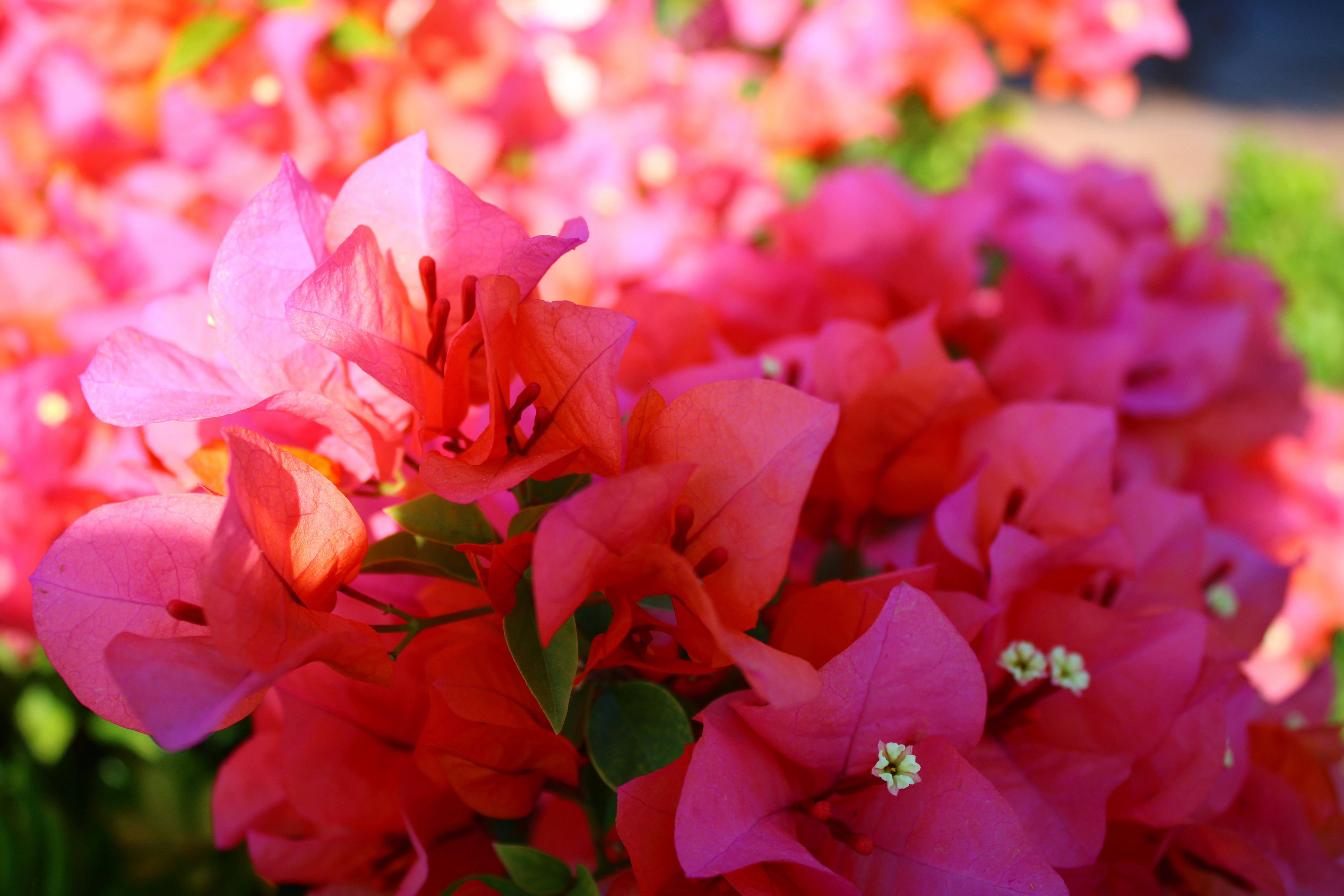 Photo by tasteless_007