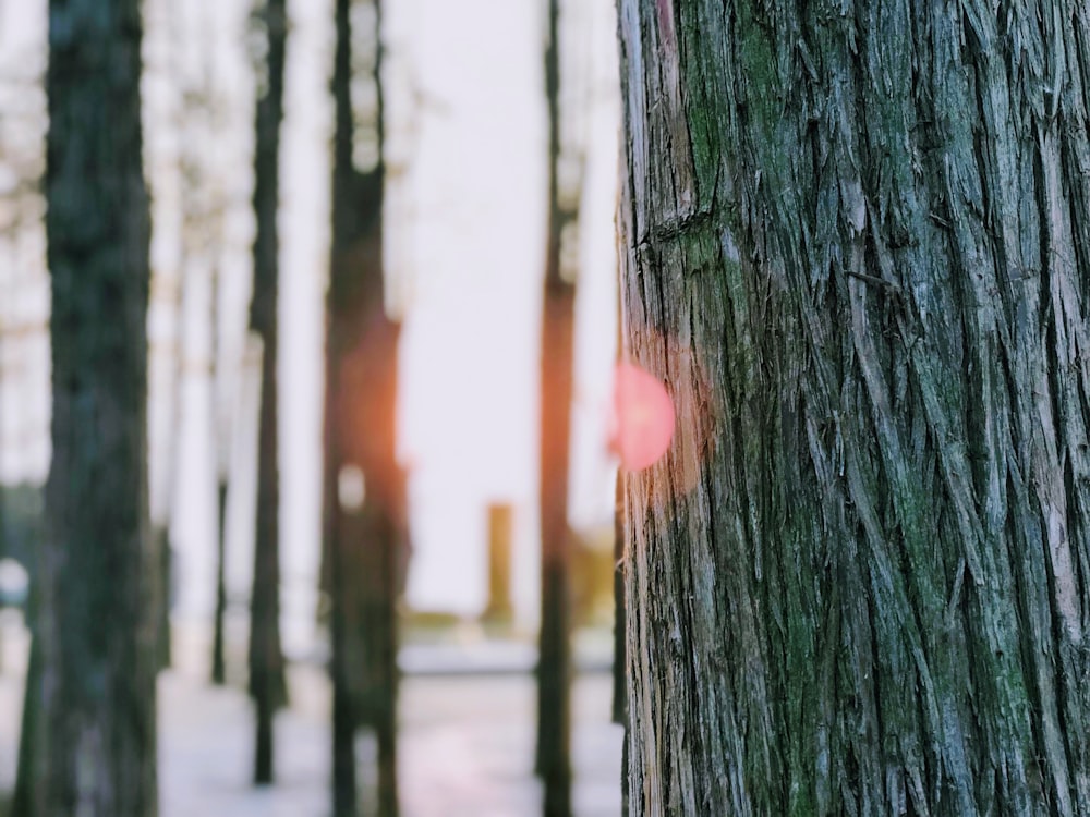 green tree trunk during daytime