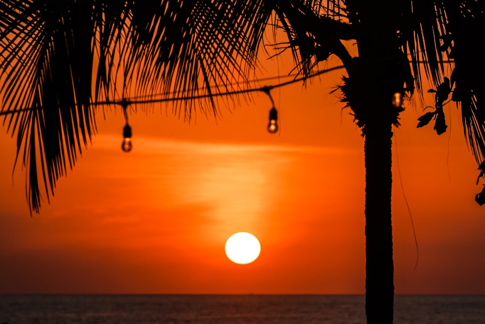 silhouette of tree during sunset