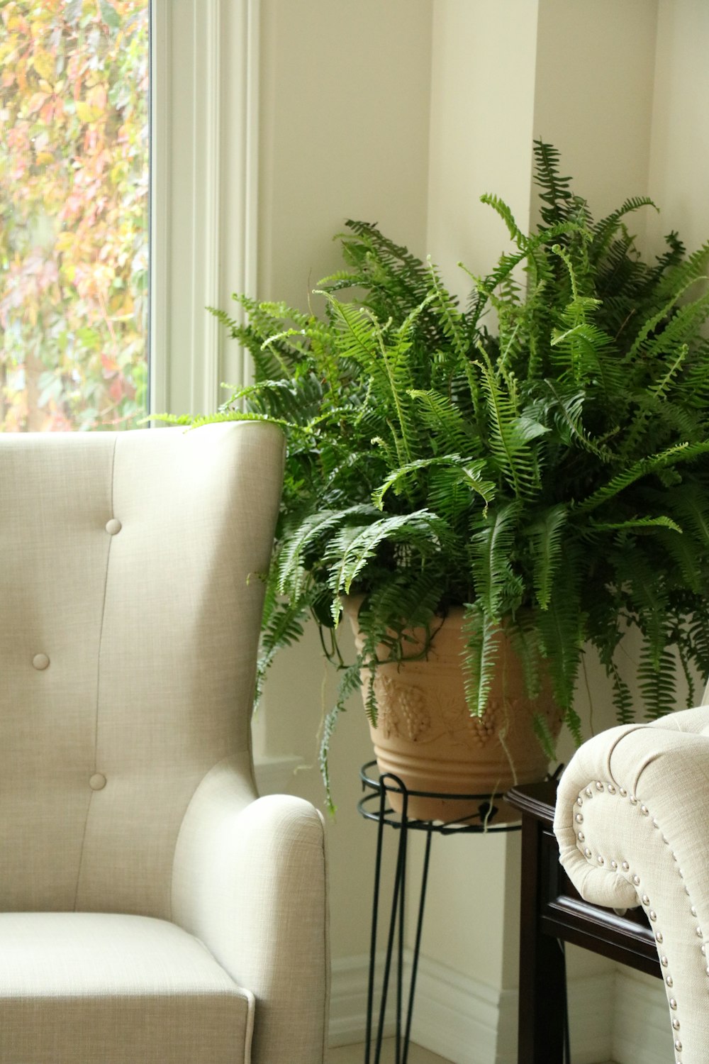 green plant on brown pot