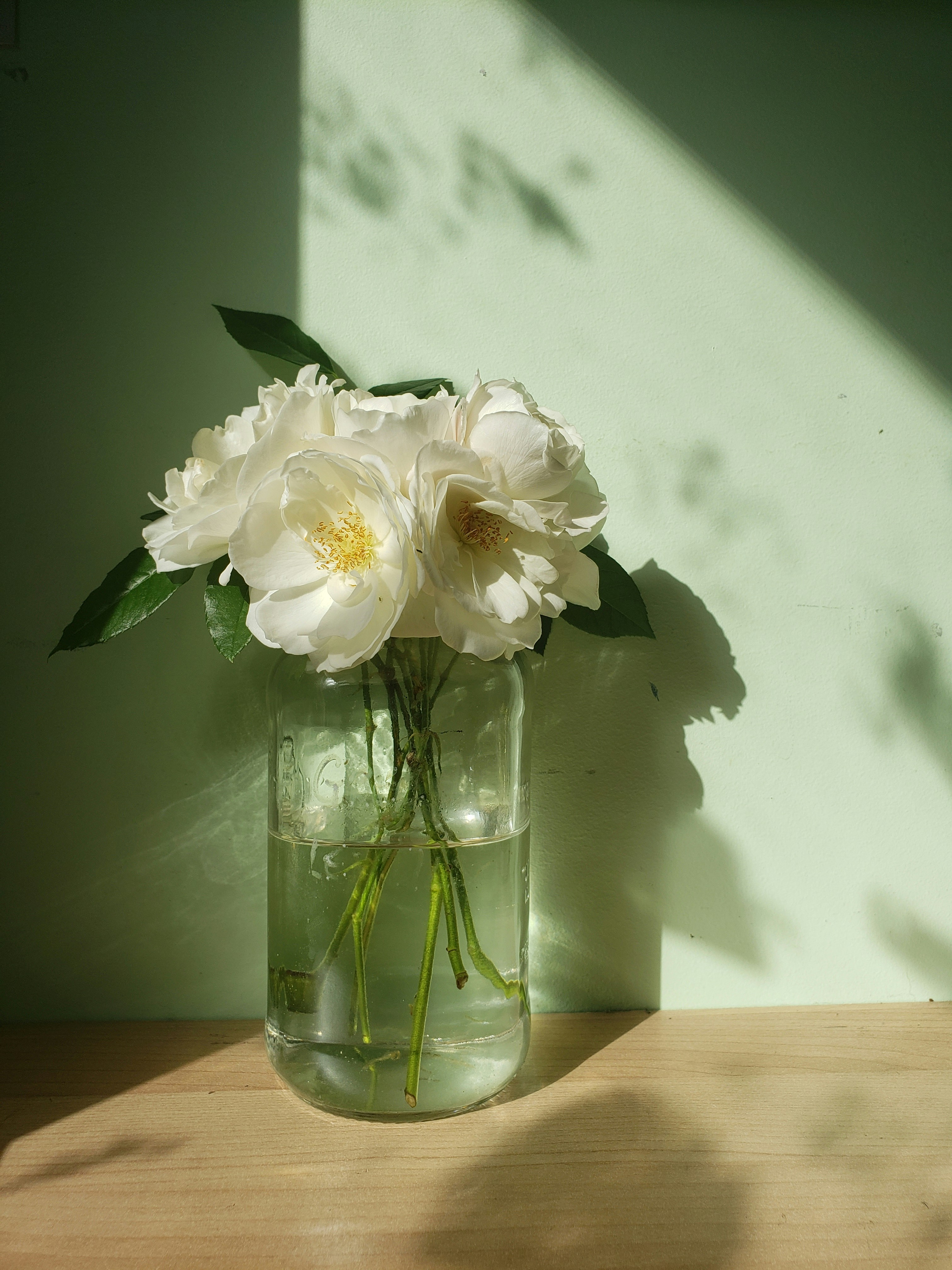 White flowers in clear glass vase photo Free Flower Image on Unsplash