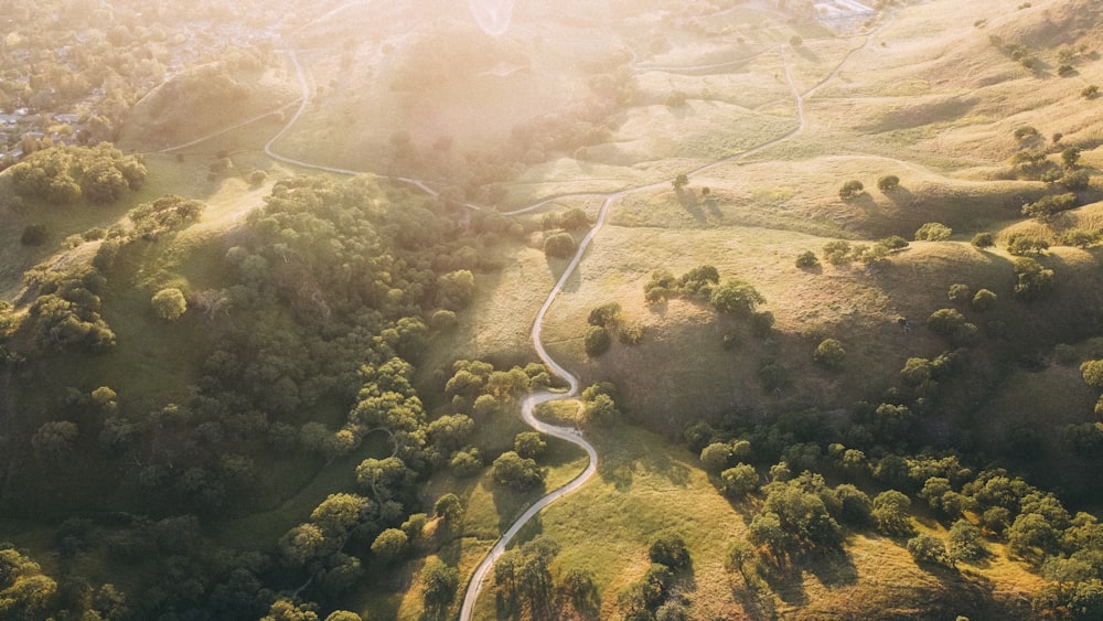 aerial view of green trees and road during daytime