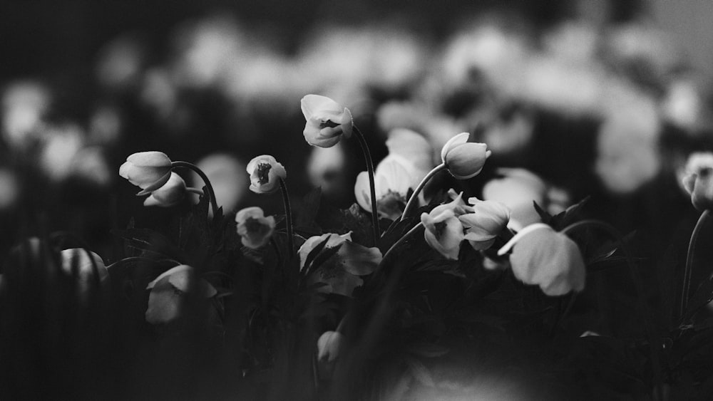 grayscale photo of white flowers