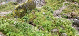 A lush, green landscape featuring moss-covered rocks and dense vegetation. A pathway winds through the scene, bordered by a variety of plants and wildflowers. In the distance, two people are visible walking along the path. The area appears to be natural and slightly rugged, with a rocky terrain.