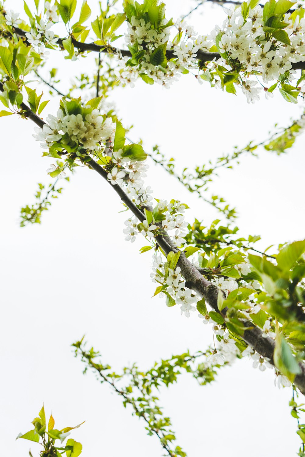 white flowers on tree branch during daytime