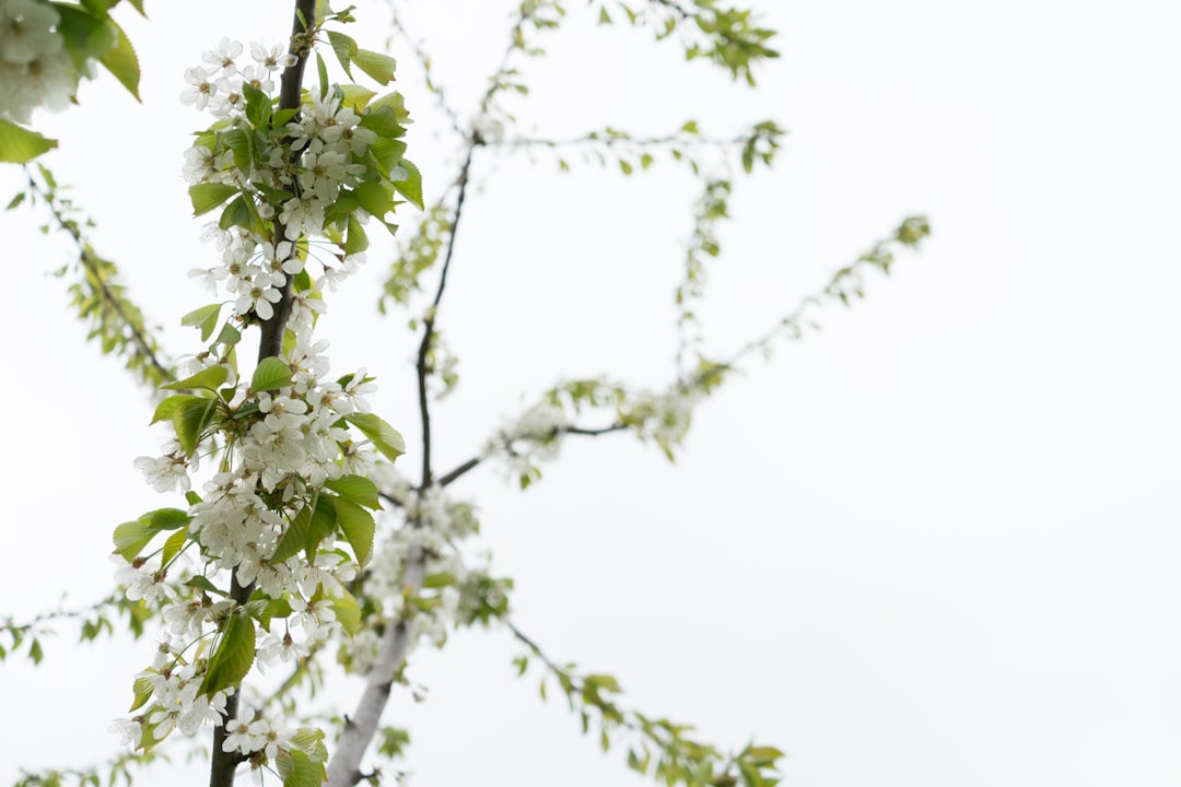 white flowers with green leaves