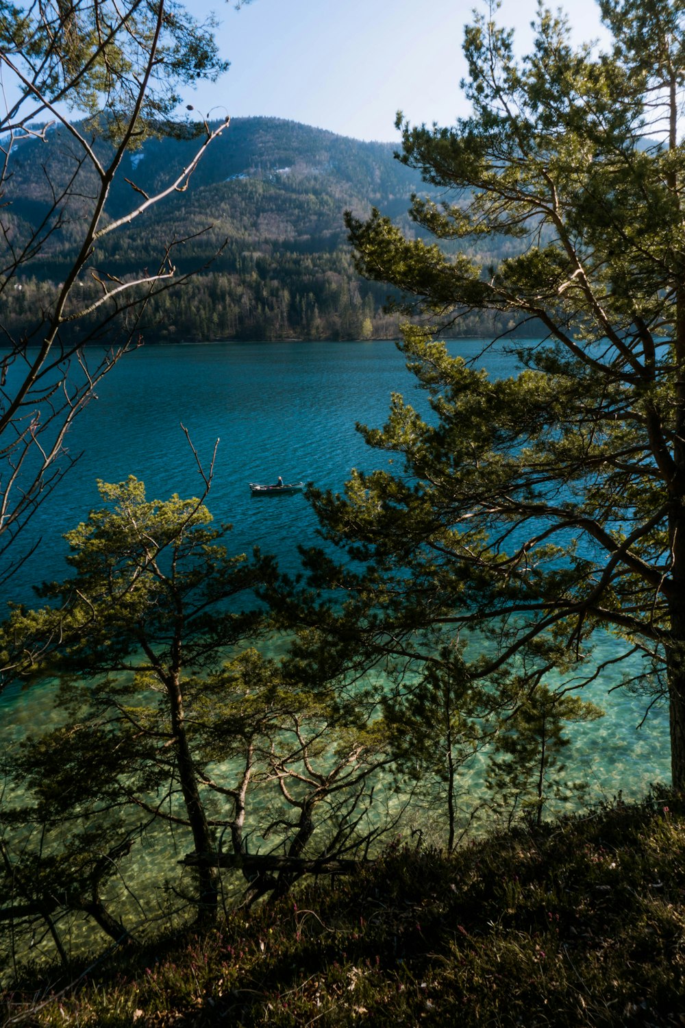 green trees near body of water during daytime