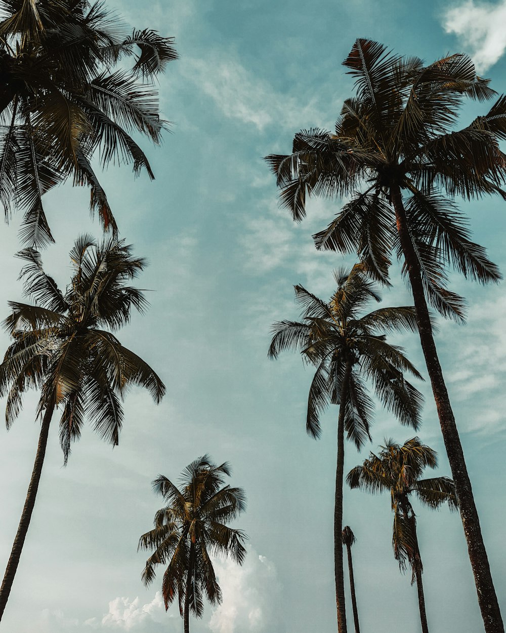 palm trees under blue sky and white clouds during daytime