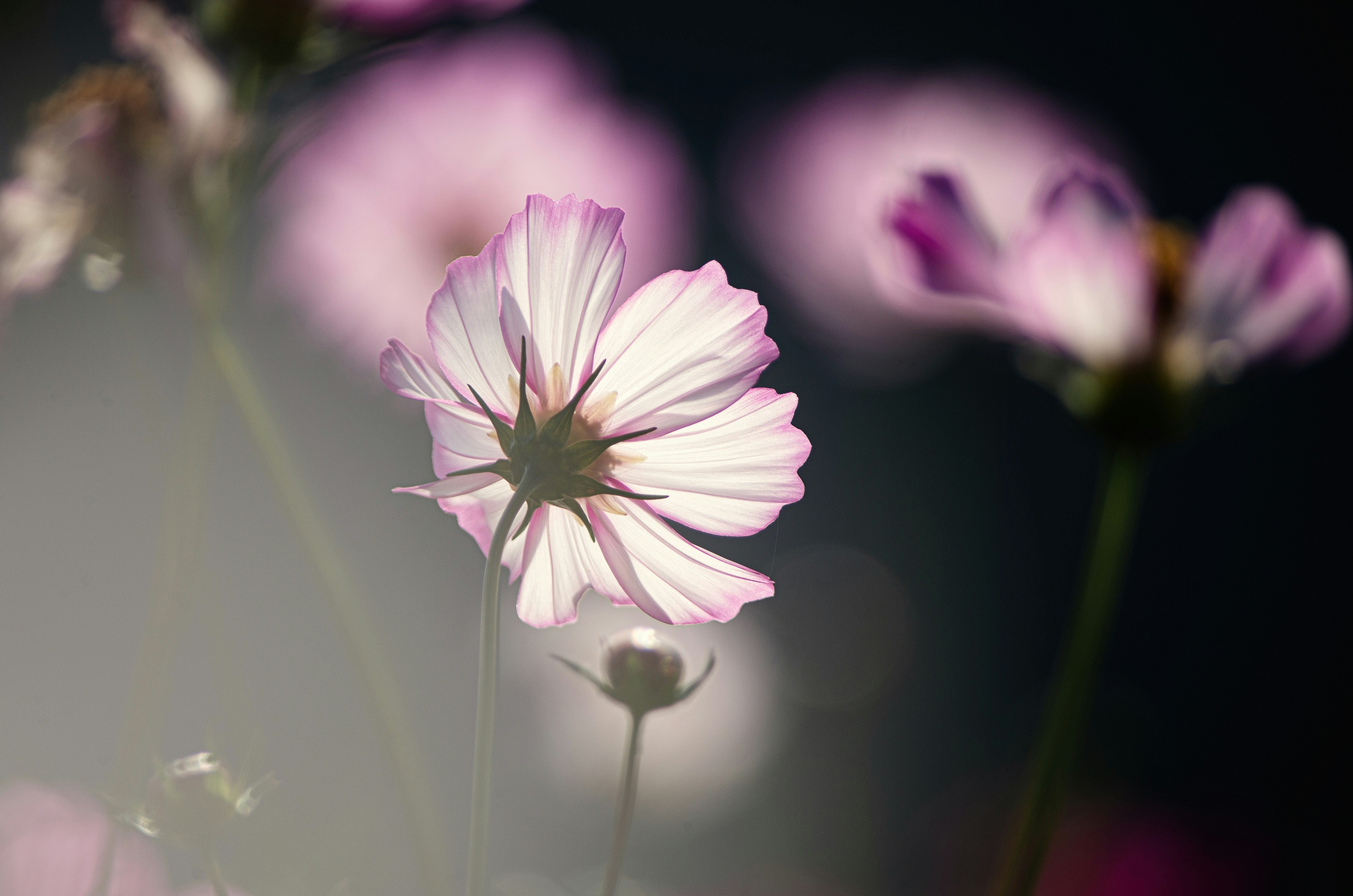 Photo by vinomamba24