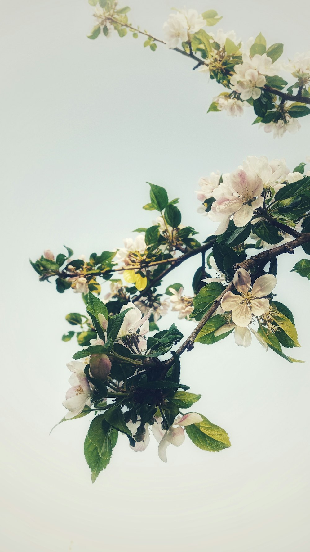 Flor de cerezo blanco y rosa en flor durante el día