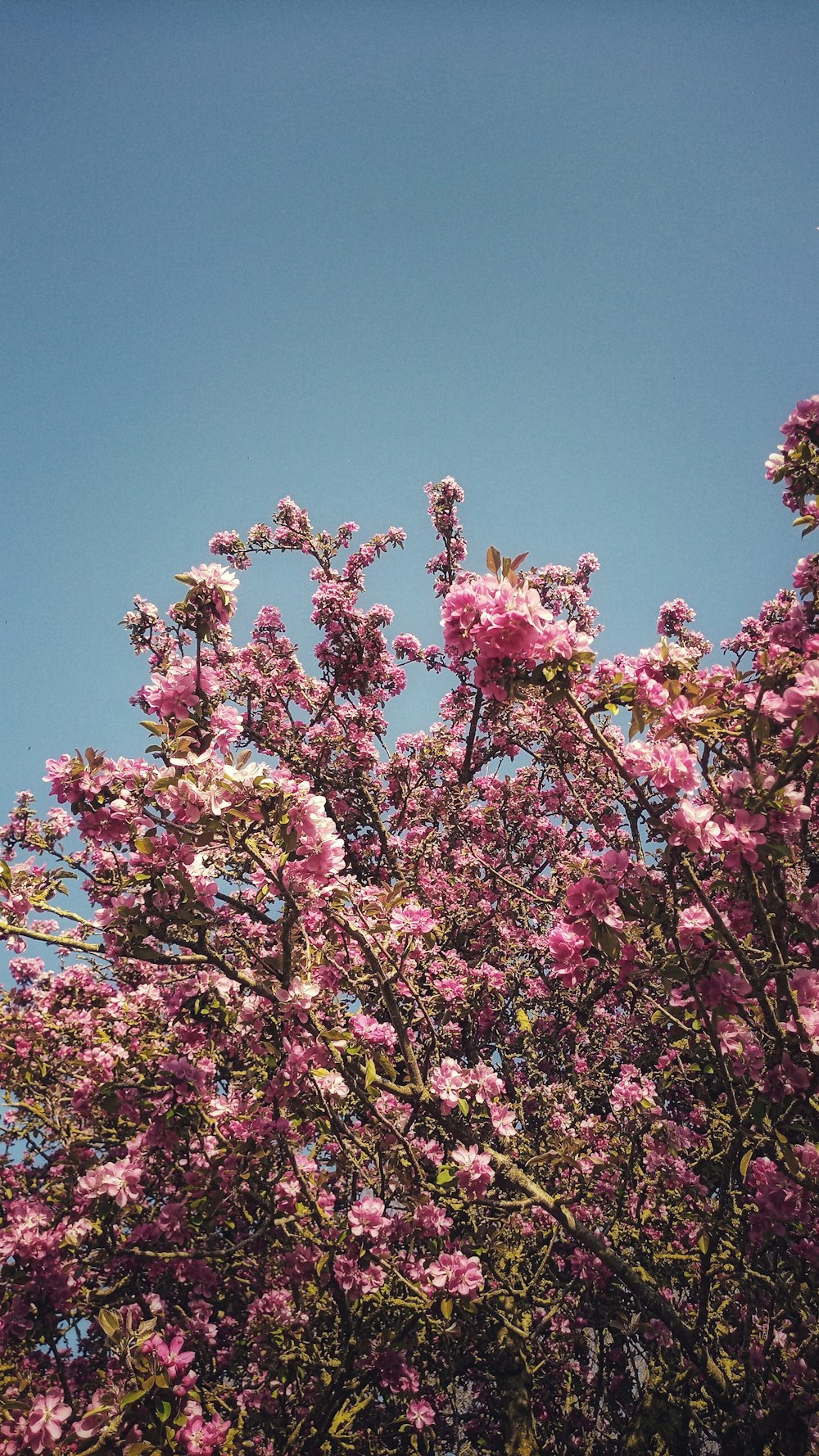 pink and white flowers under blue sky during daytime