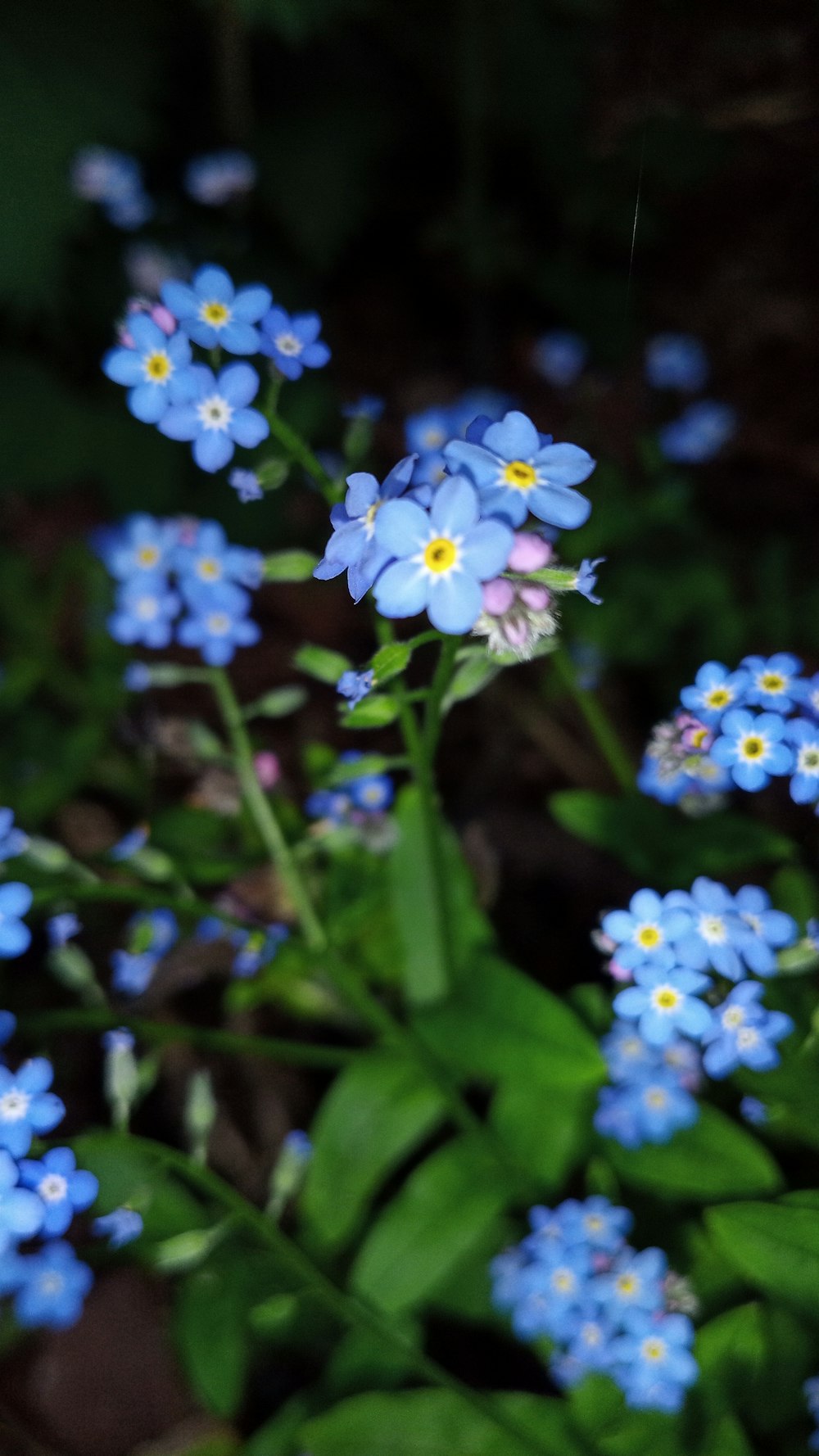 blue and white flowers in tilt shift lens