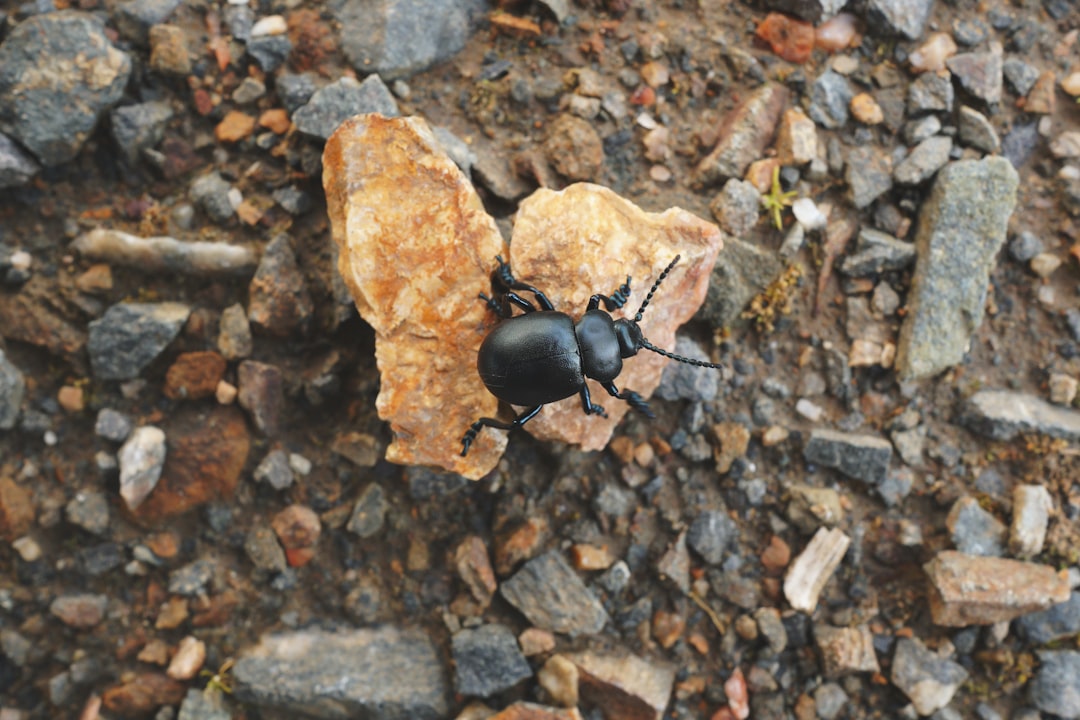 black beetle on brown and gray stone
